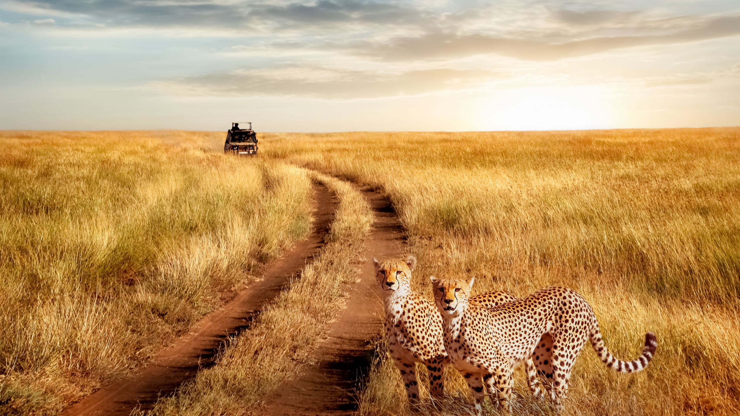 Why are African Safaris so Expensive 2